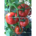 Т53 Дабао средне-поздняя зрелость красного гибридные семена томатов